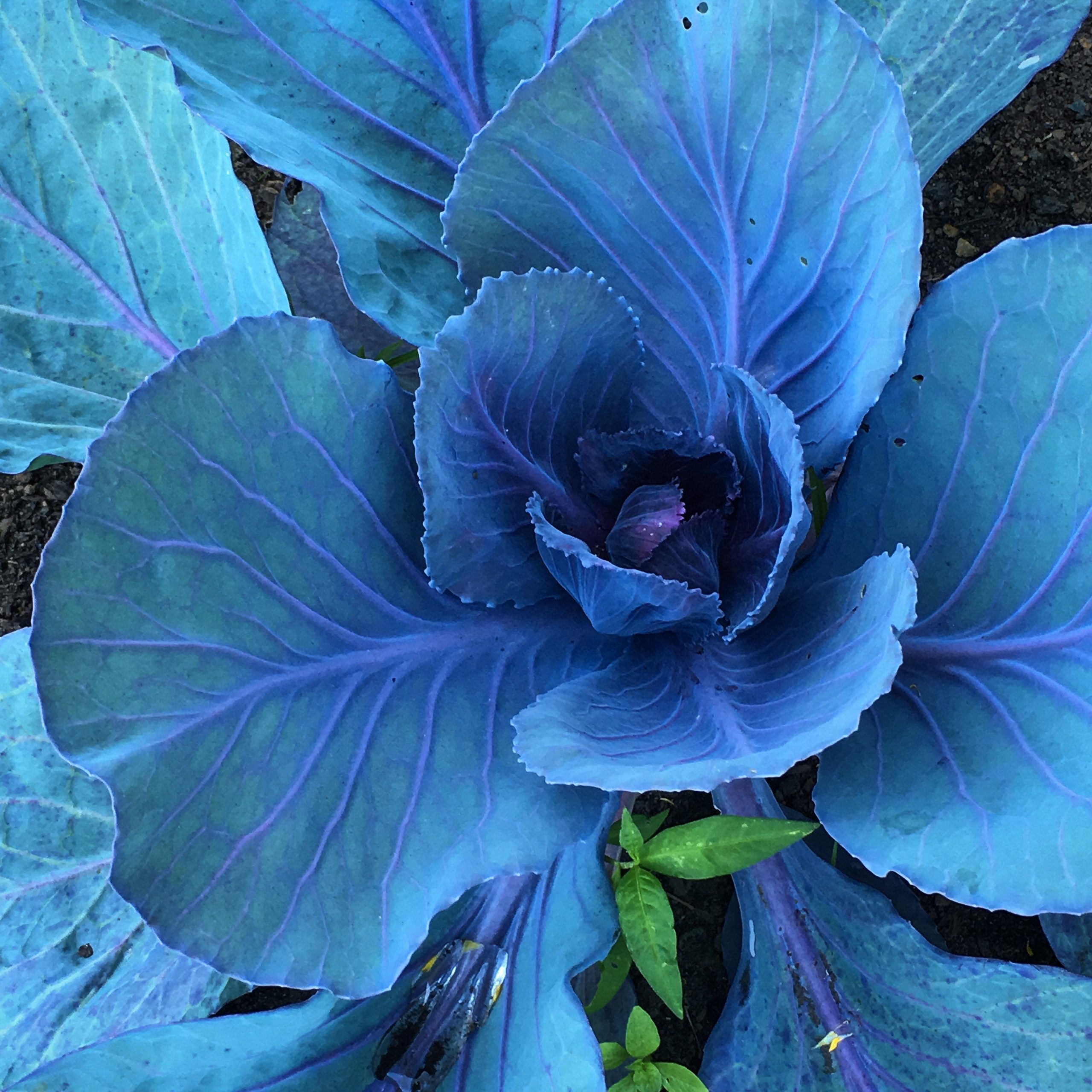 full-spectrum plant medicine | learn with dr. orna